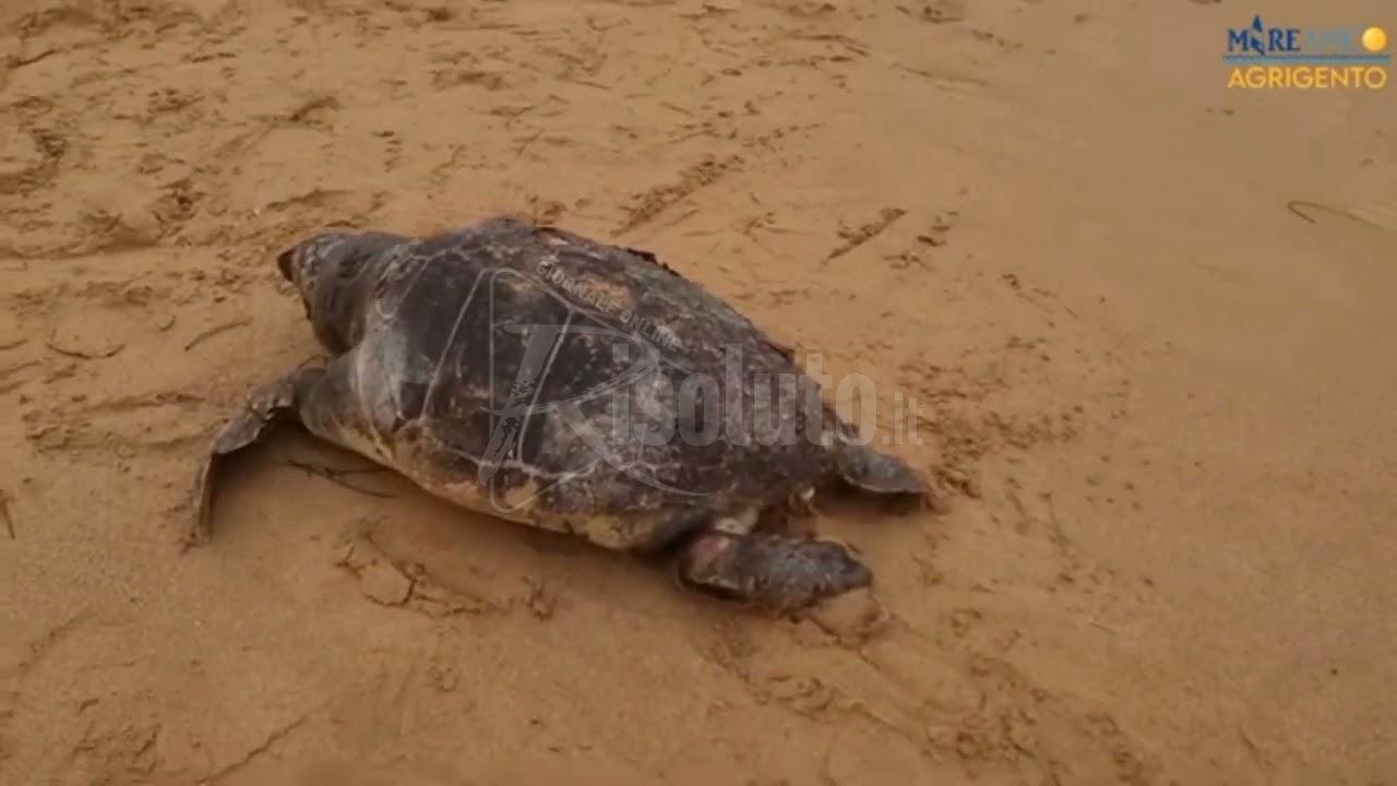 Trovata morta a San Leone una Caretta caretta, Mare amico: "Colpa della plastica in mare" (Video)