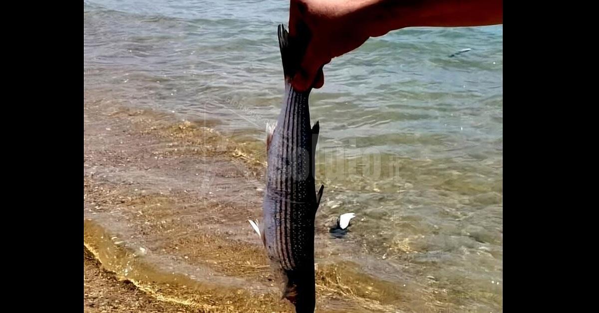 Misteriosa moria di pesci a San Leone, Mareamico: avvelenamento o inquinamento?