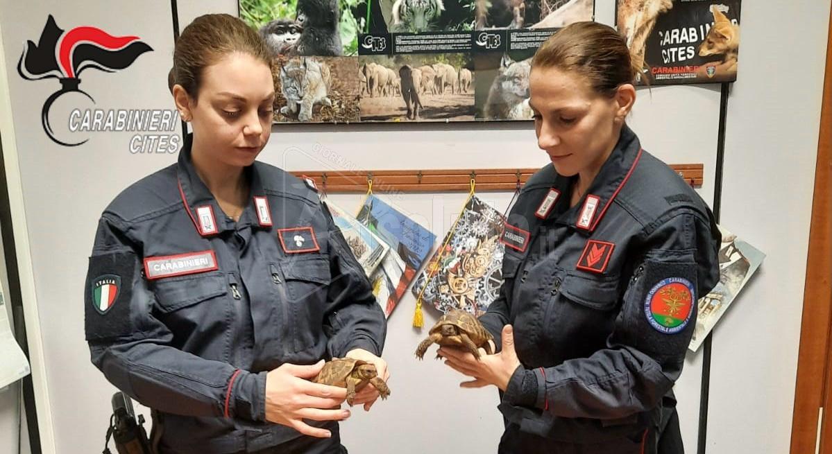 Valderice: cerca di vendere sul web 19 tartarughe di specie protetta, denunciato un uomo