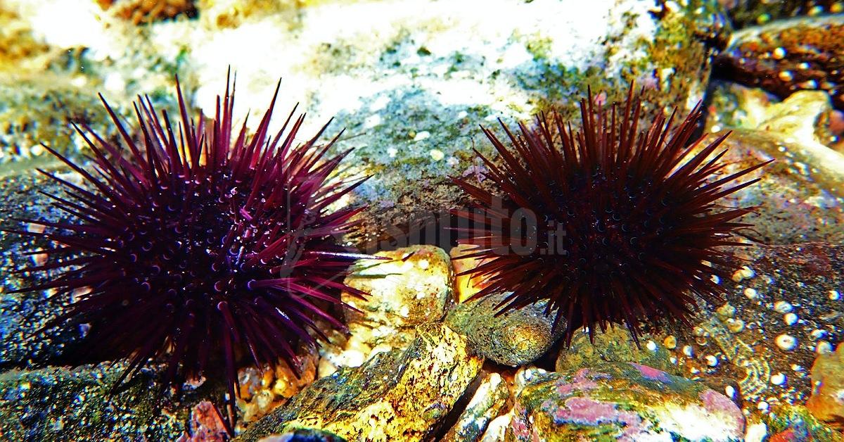 Non si pescano ricci fino al 30 giugno, multa da 1000 euro anche per pochi esemplari