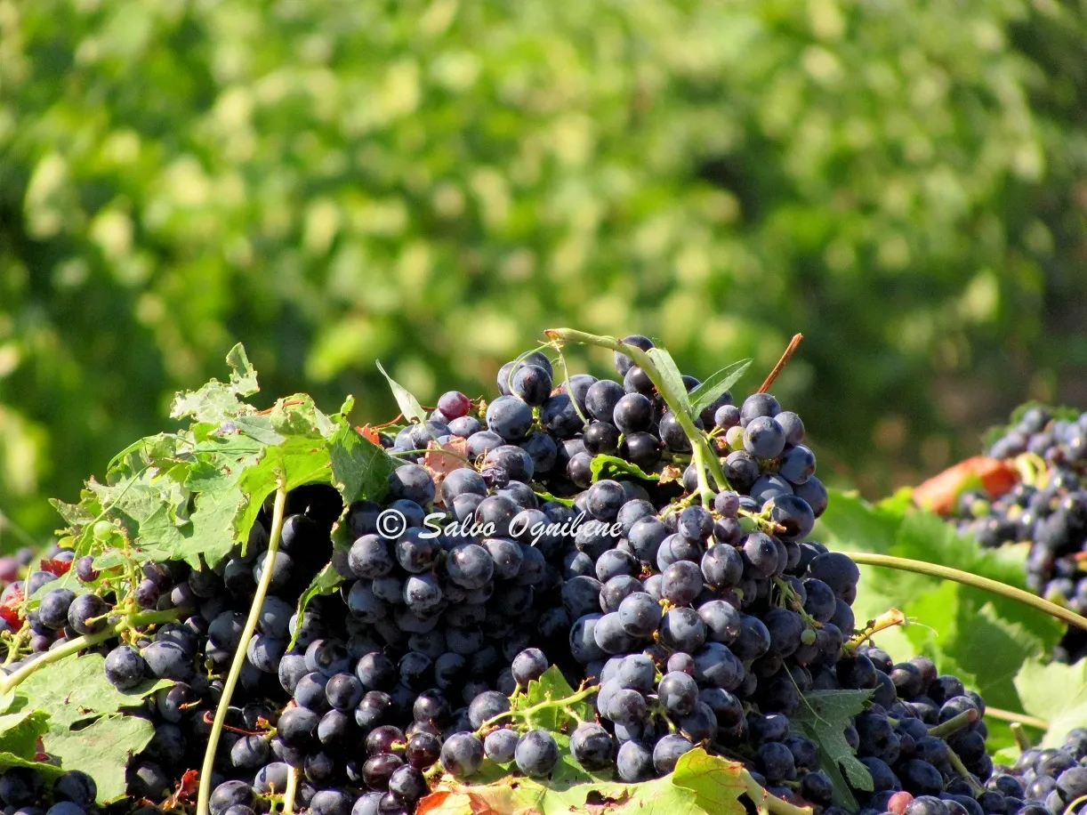 Vino