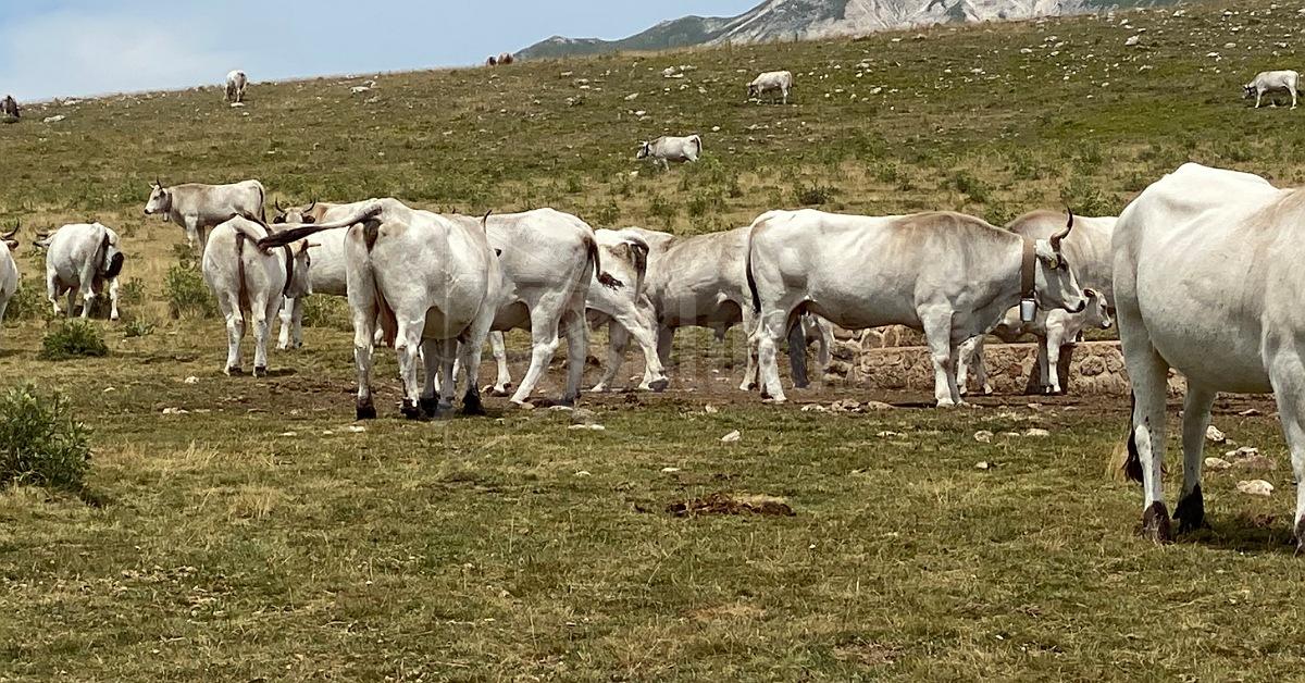 In tutta la provincia di Agrigento sparita la brucellosi bovina