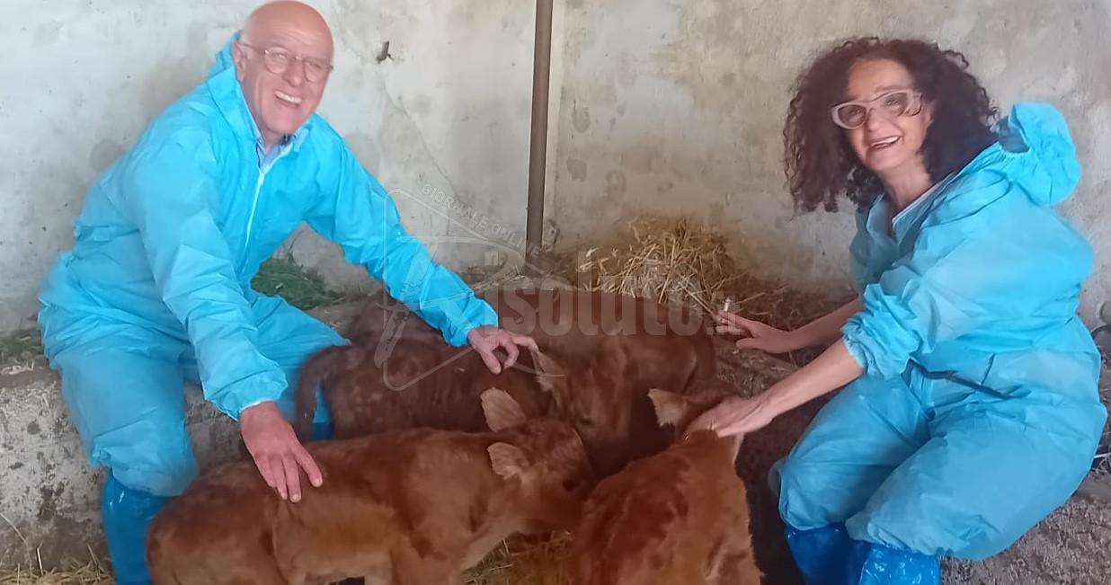 Parto quadrigemellare di una bovina a Caltabellotta, in Italia non accadeva dal 2013