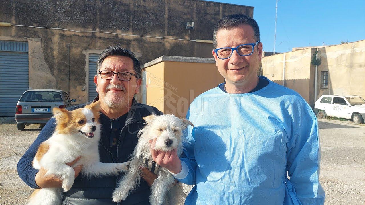 Sterilizzazione di cani e gatti, nuovo piano del Comune di Sciacca (Video)