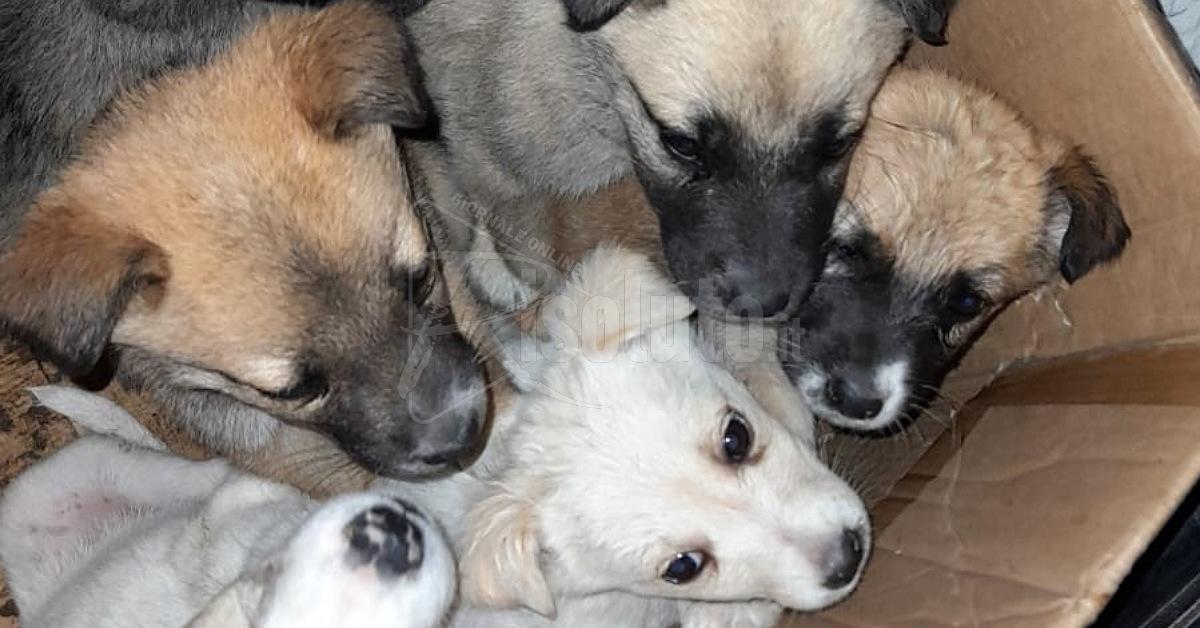 Emergenza animali abbandonati a Sciacca, appello al sindaco per intervento urgente