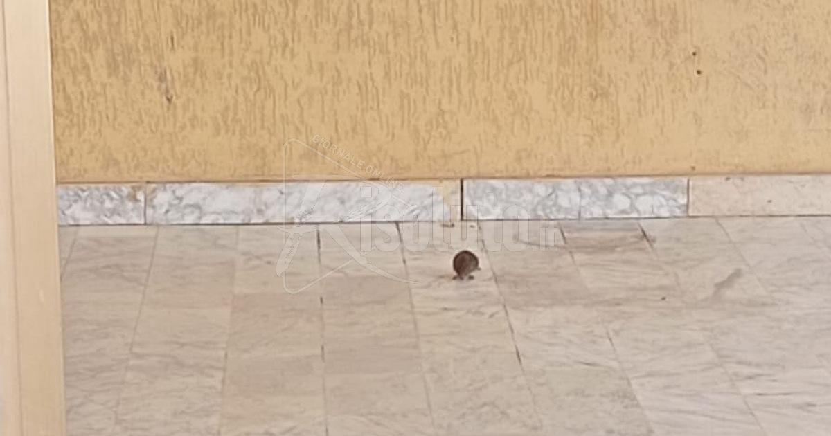 Topi nei pressi della scuola San Giovanni Bosco di Sciacca, verifiche in corso
