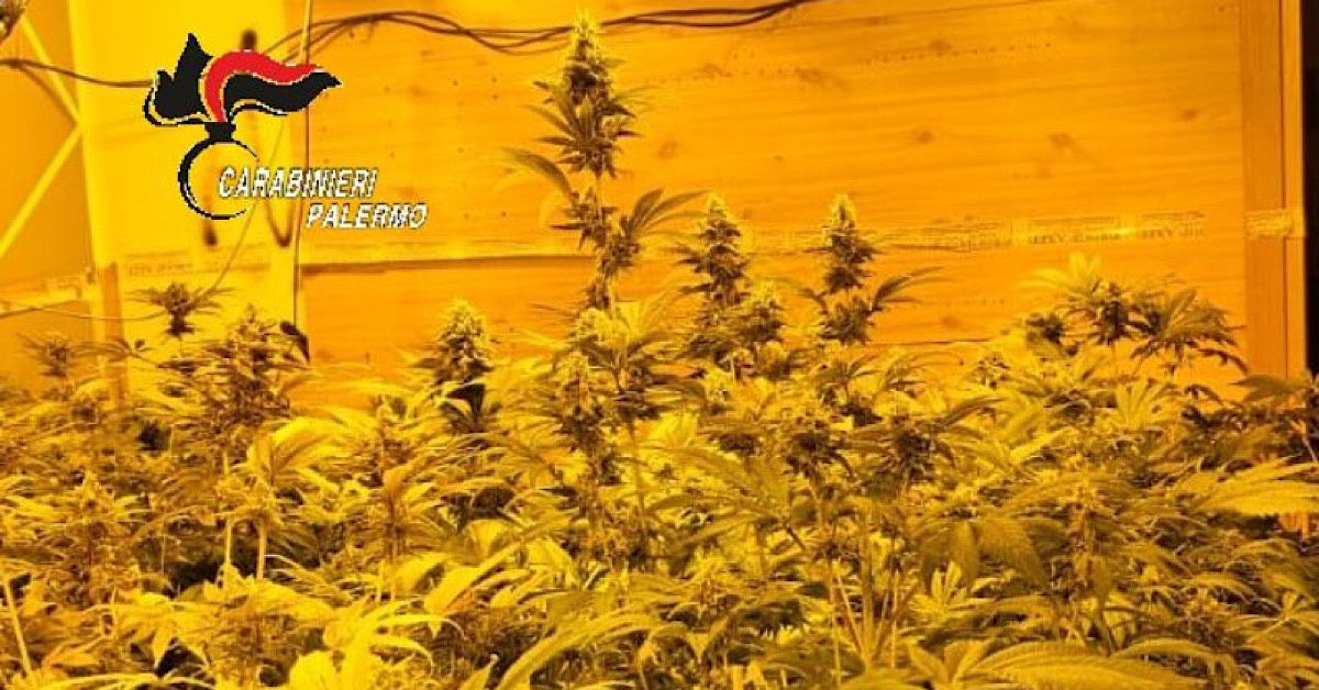 Palermo, padre e figlio coltivano marijuana con allaccio abusivo di energia elettrica