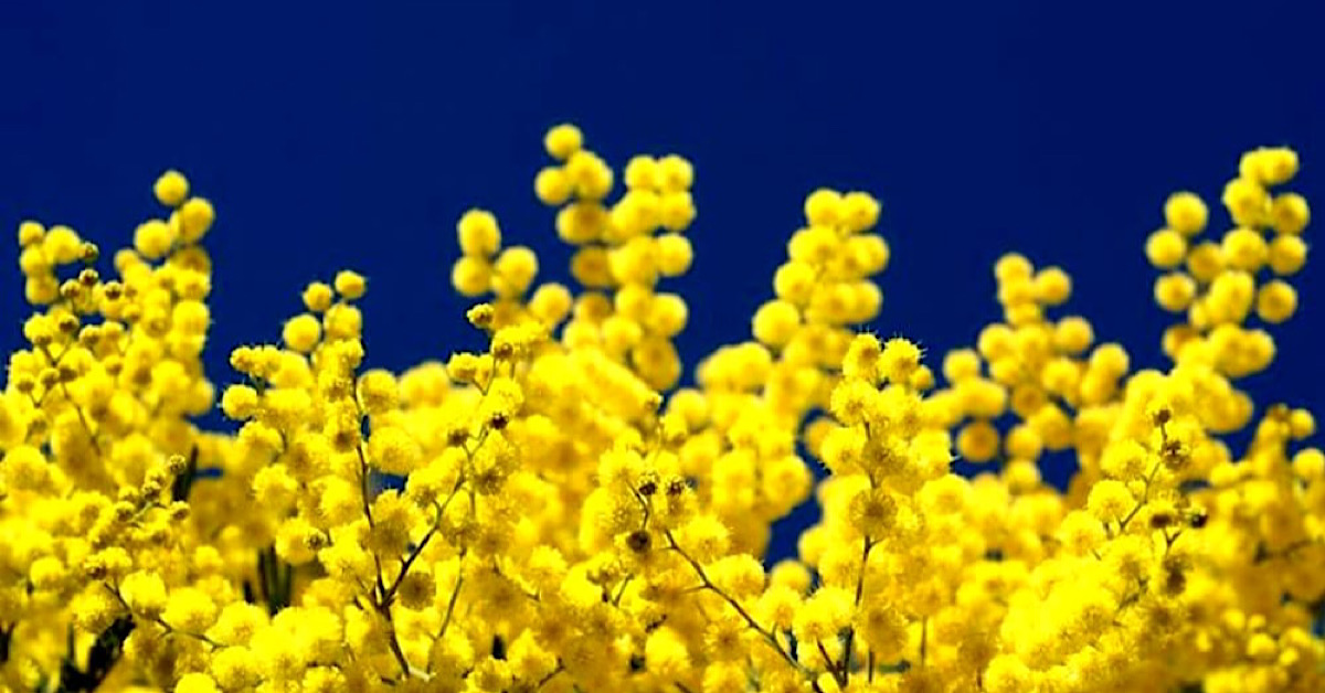 Festa delle Donne, contest fotografico a Sciacca e visite senologiche gratuite a Ribera