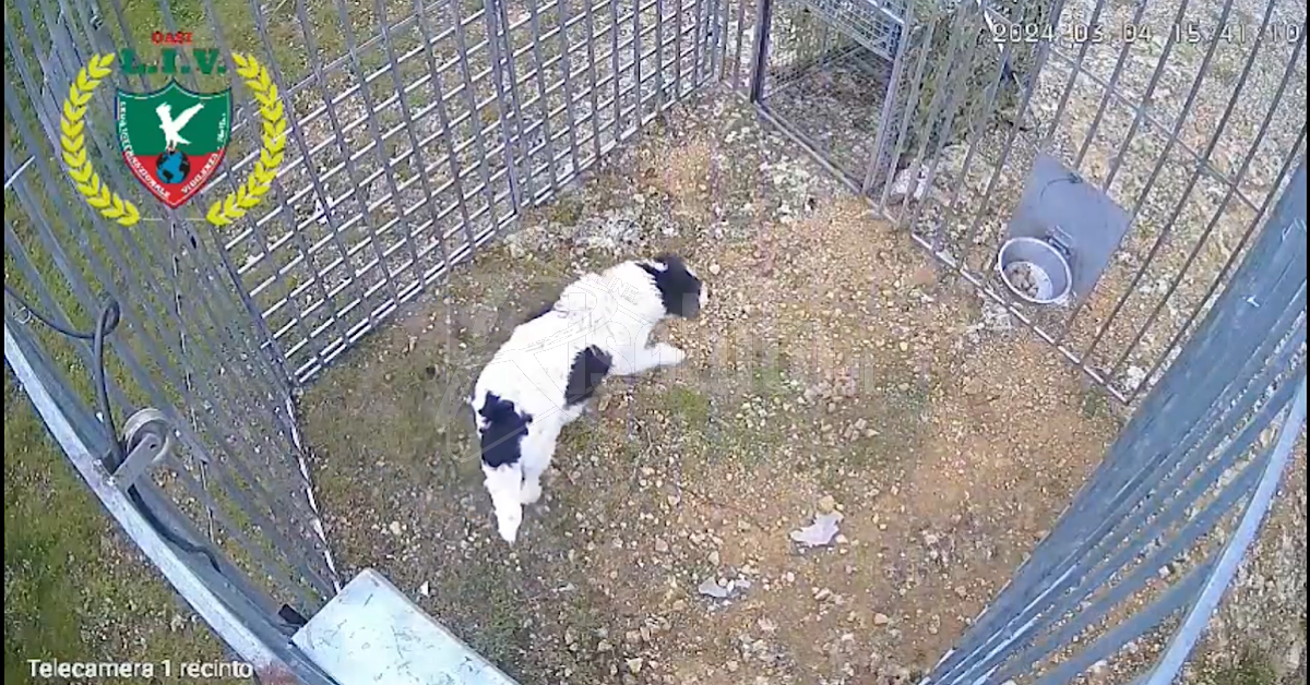 Due anni di tentativi falliti e adesso anche Peggy arriva a Oasi Ohana di Santa Margherita Belice (Video)
