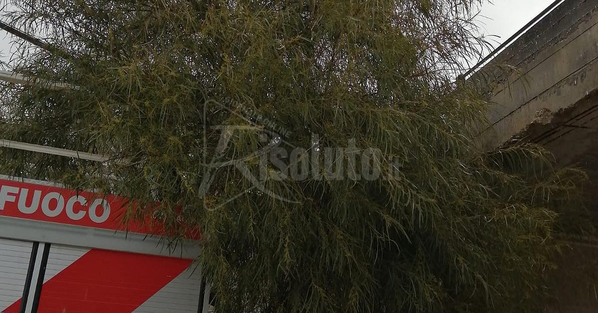 Albero pericolante in via Marco Polo, chiusa al transito via  Ghezzi