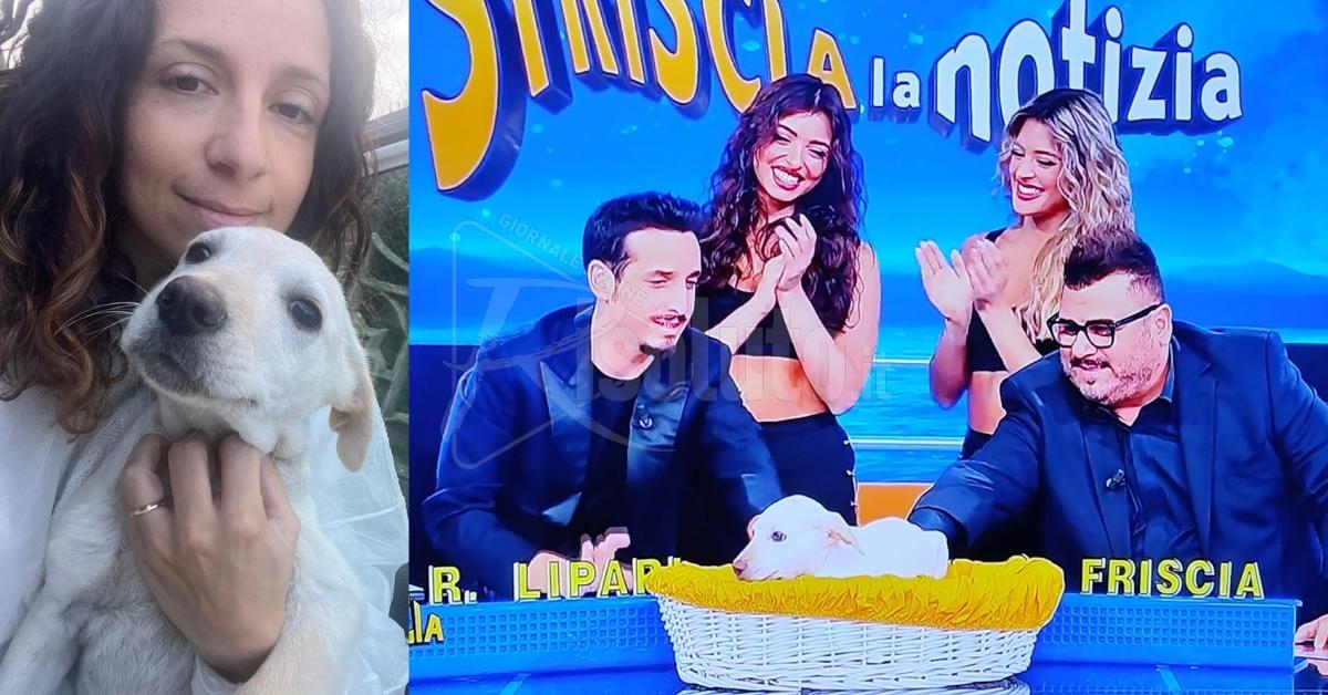 Armando, cucciolo di Oasi Ohana trova una nuova vita con Striscia la Notizia (Video)