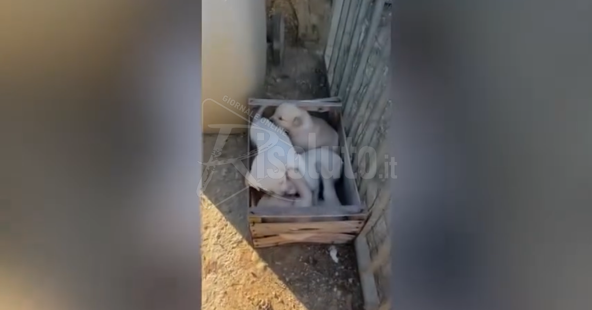 Video dell’abbandono di 5 cuccioli davanti all'Oasi Ohana di Santa Margherita