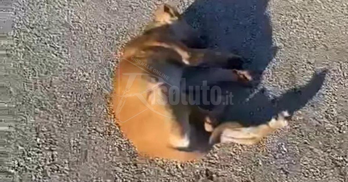 Cucciolo avvelenato in contrada Arenella a Sciacca, Partito Animalista presenta denuncia in Procura