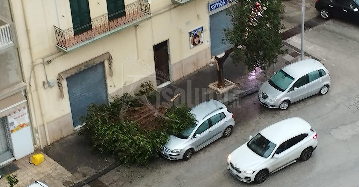Il maltempo abbatte alberi a Sciacca e in tarda mattinata sospesa la Ztl