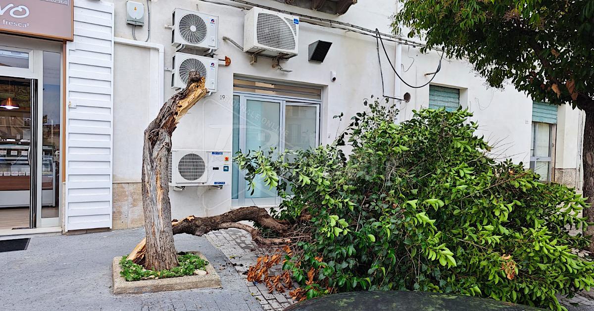 Maltempo in Sicilia: cade albero a Sciacca, allerta gialla in tutta l’isola