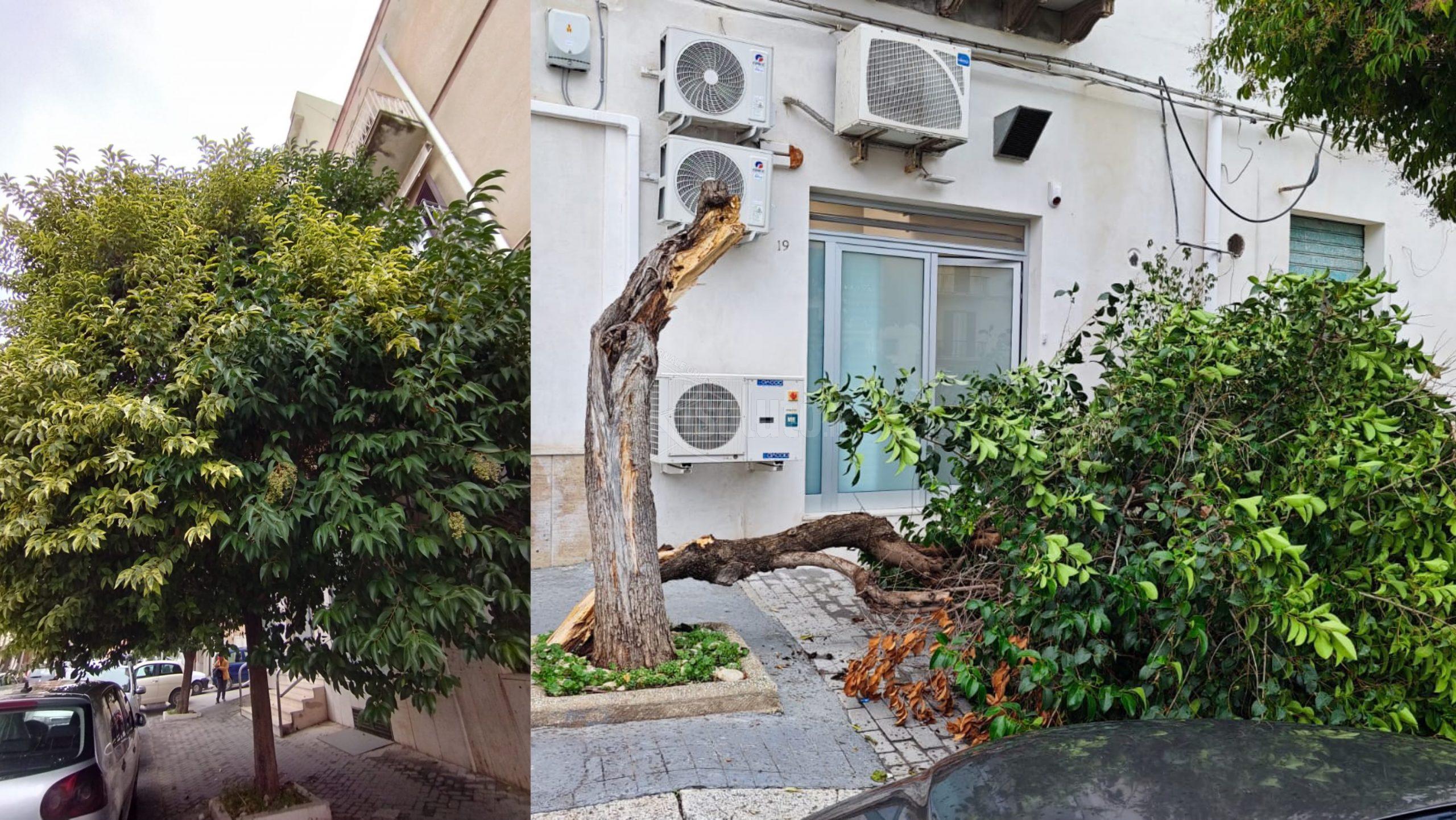 Alberi che cadono a Sciacca, Catanzaro: “Avevo chiesto potatura il 6 ottobre”