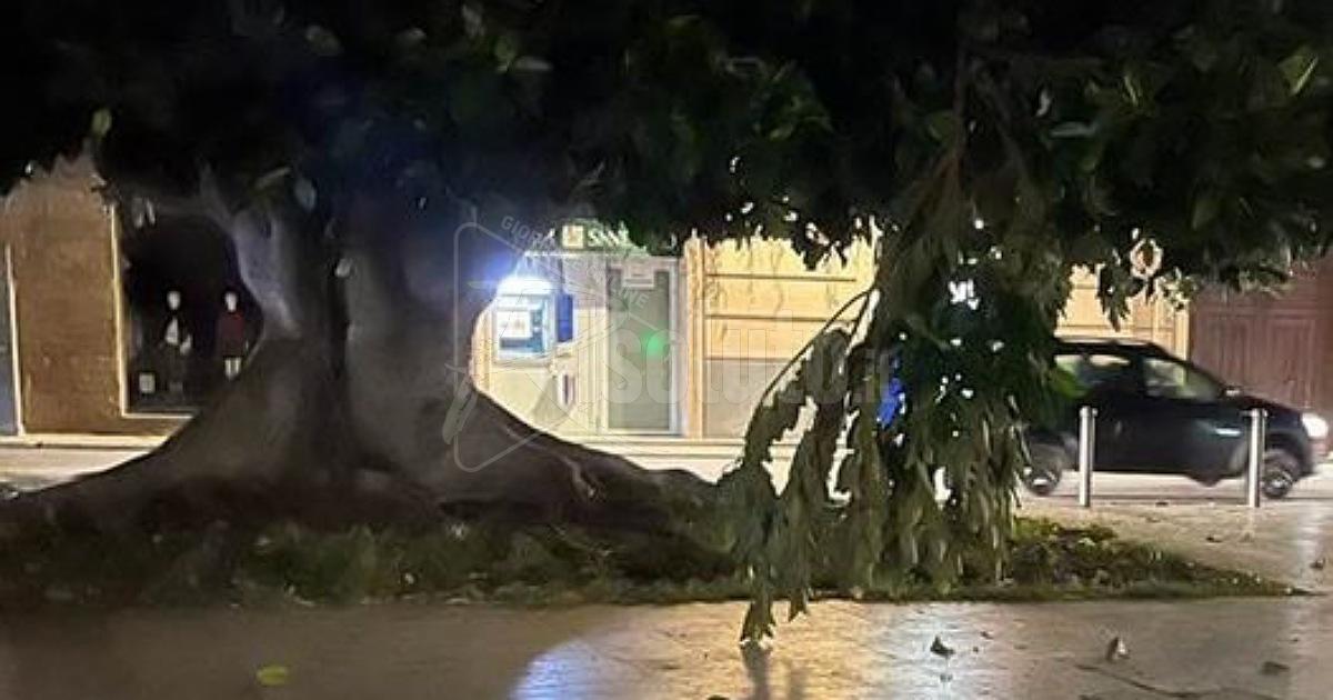 Nessun programma per la potatura alberi a Sciacca, Bellanca: "Come in una giungla"