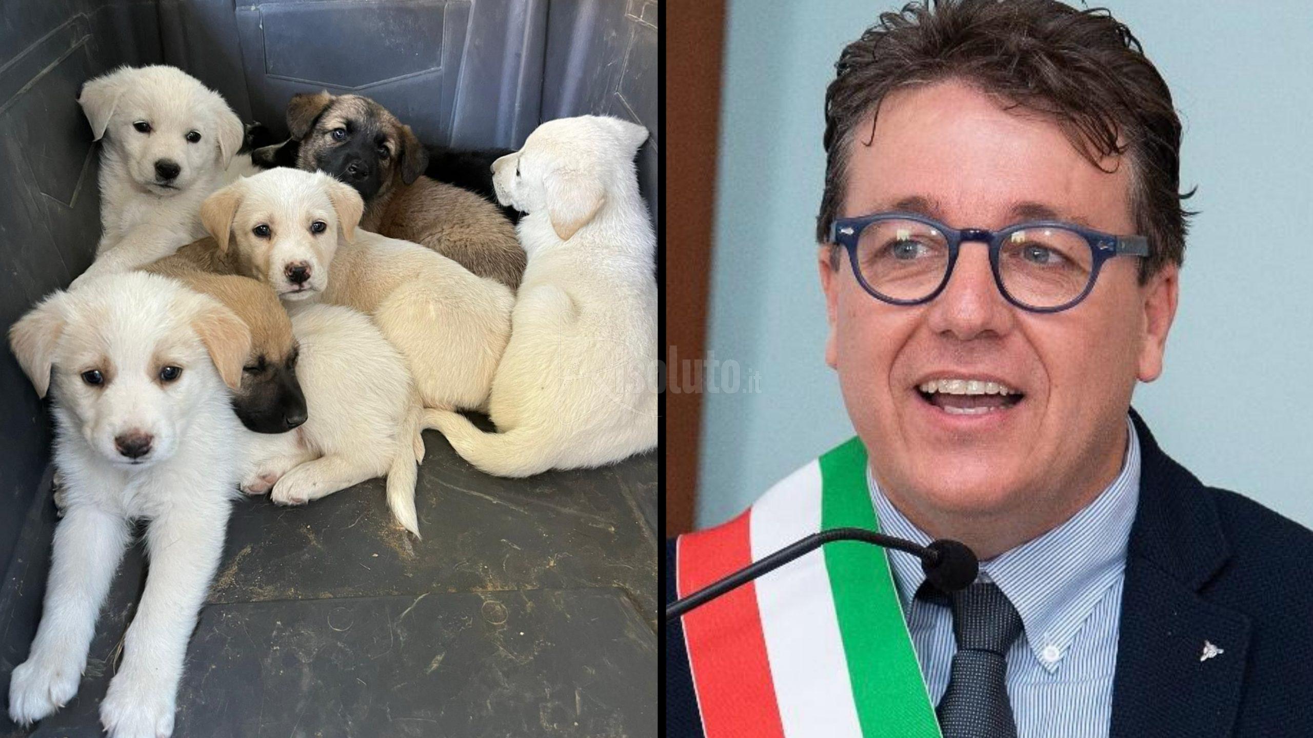 Cuccioli abbandonati a Menfi, recuperati da Oasi Ohana ed è caccia ai responsabili