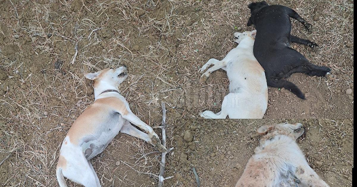 Tragedia a Menfi: cani avvelenati, Ohana offre ricompensa