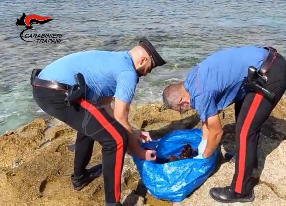 Sorpreso a Favignana con oltre 150 ricci di mare in macchina, denunciato un uomo del luogo