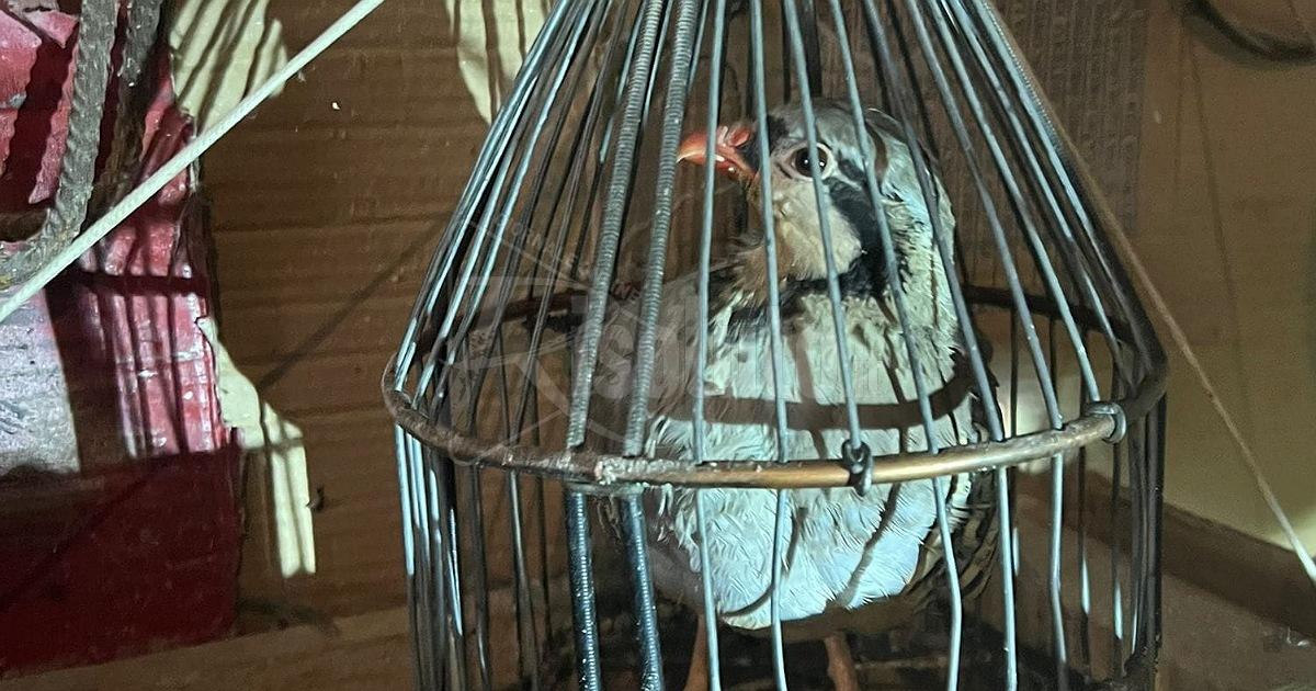 Tre esemplari di uccello selvatico salvate a Cianciana, erano in gabbia in un garage