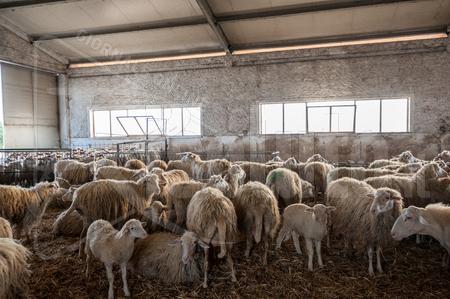 Furto in un'azienda zootecnica di Santa Margherita, ladri portano via 250 animali