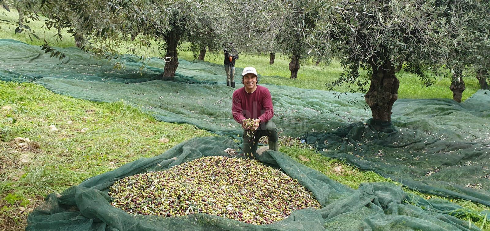 Caldo record e cala la produzione dell'olio che schizza a 10 euro al chilo