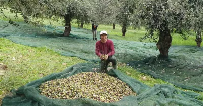 Caldo record e cala la produzione dell'olio che schizza a 10 euro al chilo