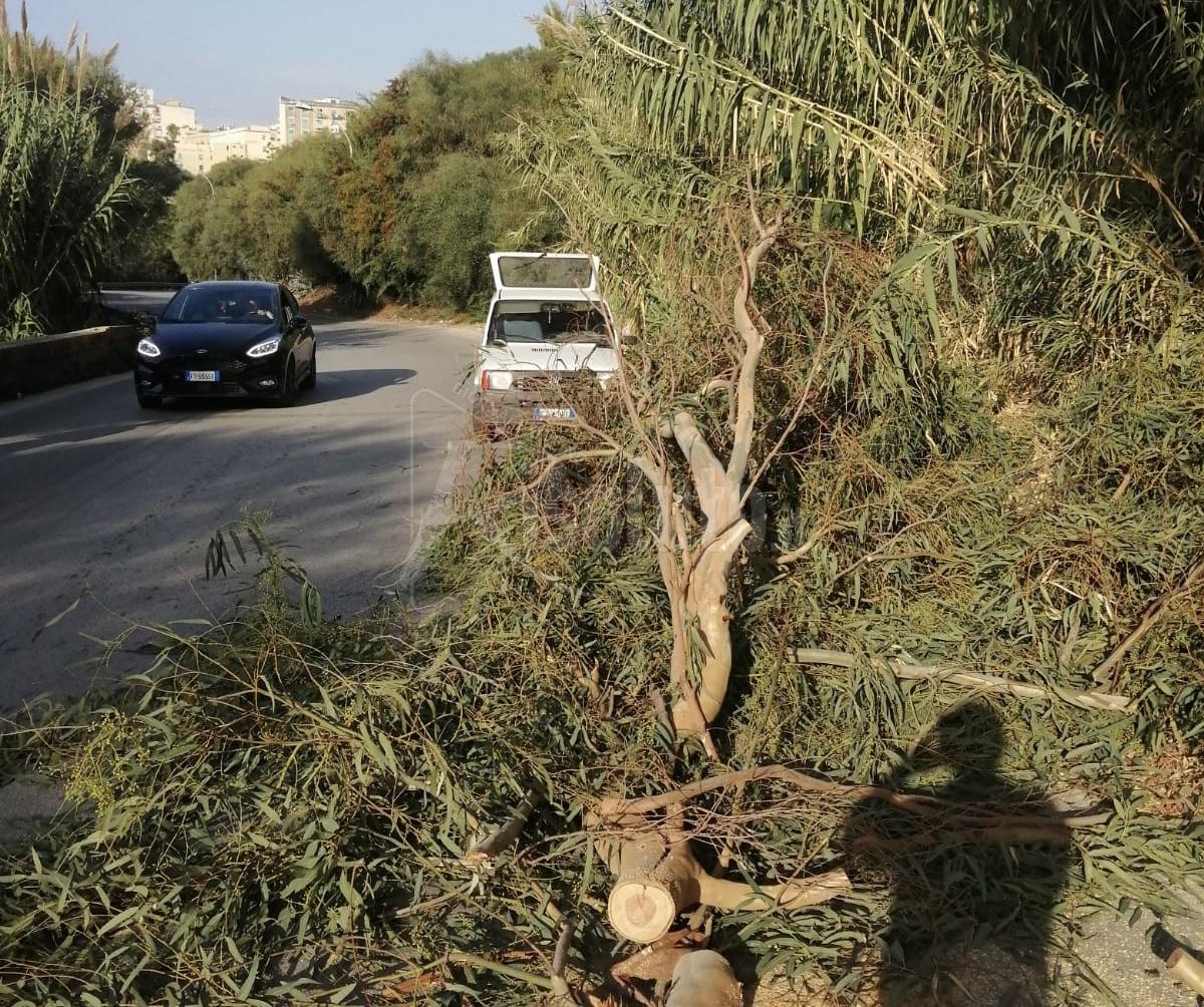 Cade albero in via Ghezzi a Sciacca, strada a rischio chiusura