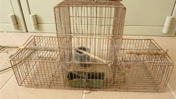 Teneva in gabbia uccelli di specie protetta, denunciato un bracciante di Cattolica Eraclea