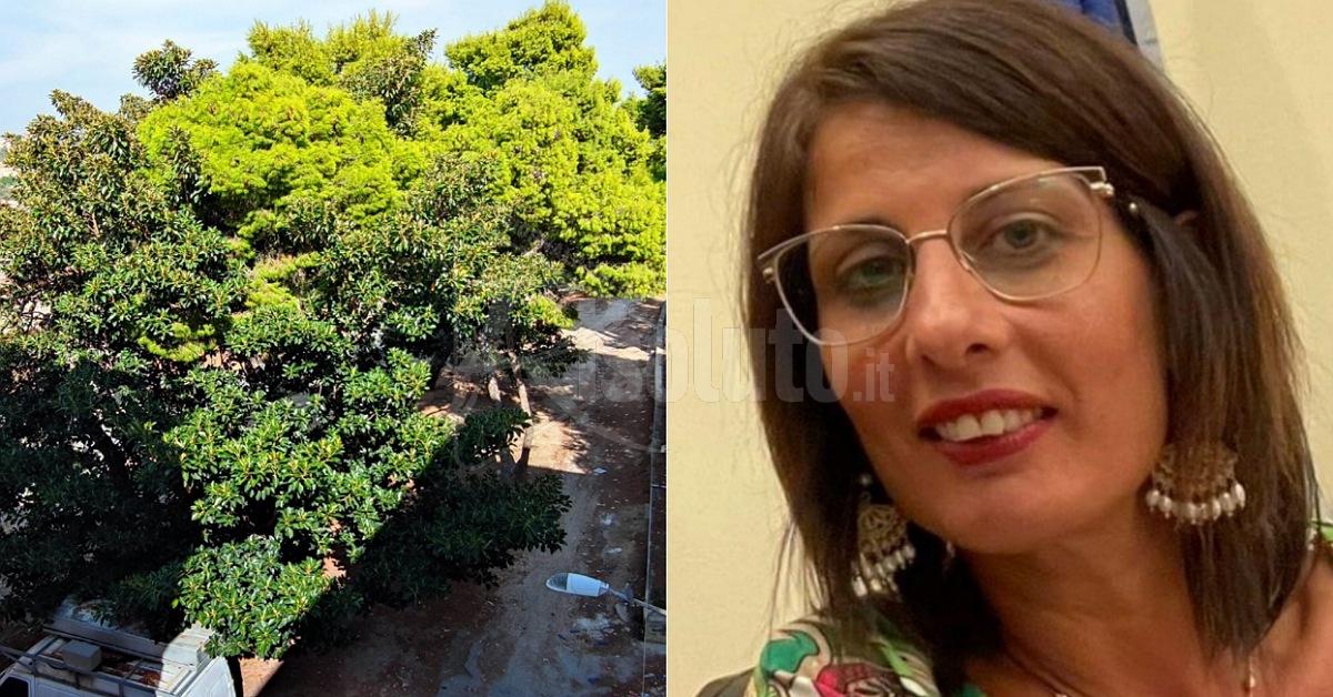 Potatura alberi a Sciacca, Catanzaro segnala zone dimenticate e pericoli