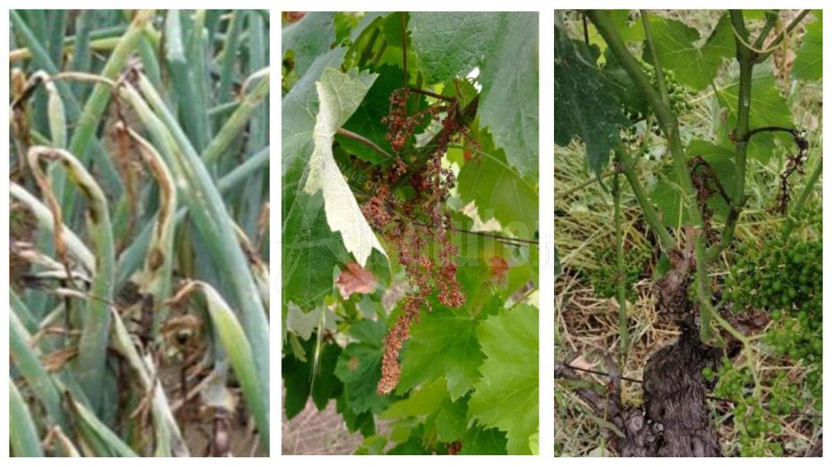 La Sicilia chiede lo stato di calamità per danni da peronospora in sei province tra le quali Agrigento