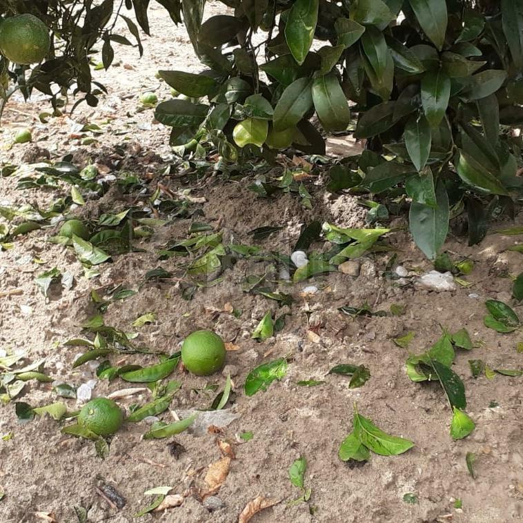 Maltempo nell'Agrigentino, Pace: "Zona occidentale in ginocchio, chiederemo stato di calamità"