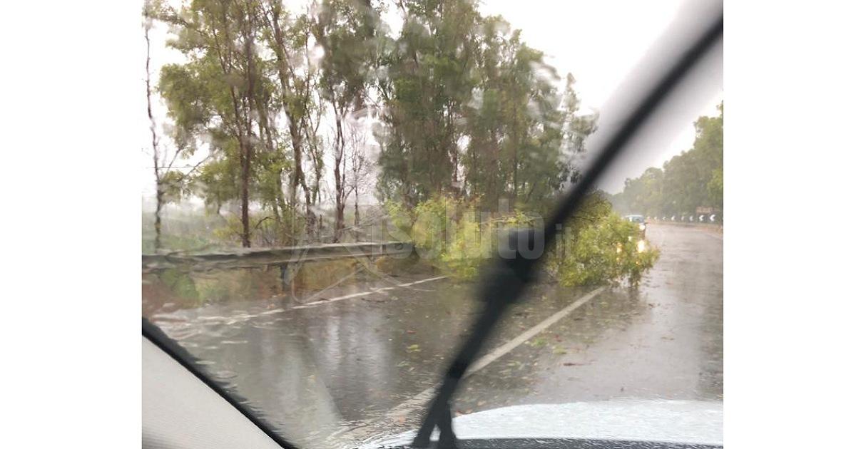 Prima pioggia dopo l'estate nell'Agrigentino, albero si abbatte sulla Statale 115