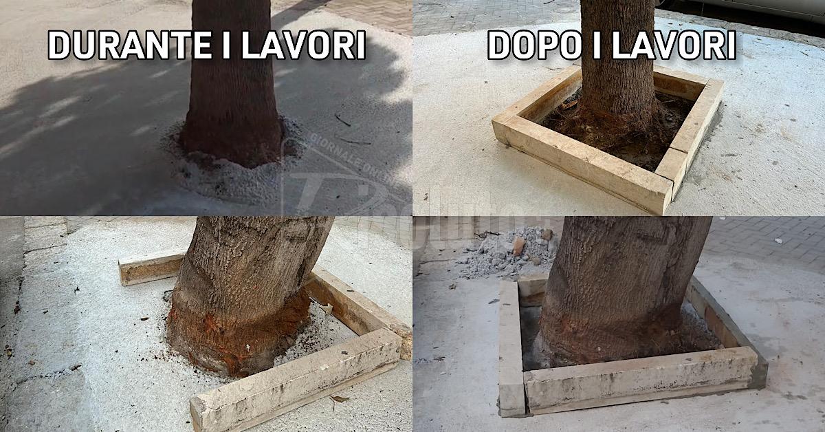 Oggi via il cemento dalle aiuole di due alberi, il Comune di Sciacca: "Nessun errore"