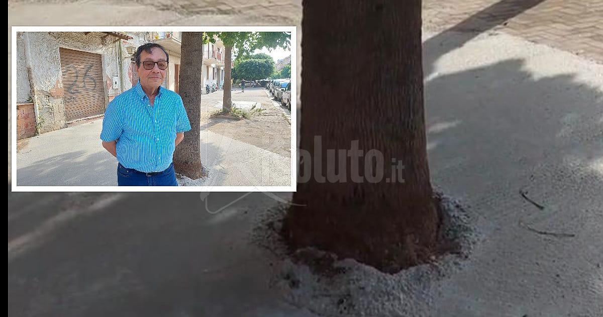 Cemento sulle radici di un albero nel viale della Vittoria a Sciacca, Panunzio: "Resto meravigliato" (Video)