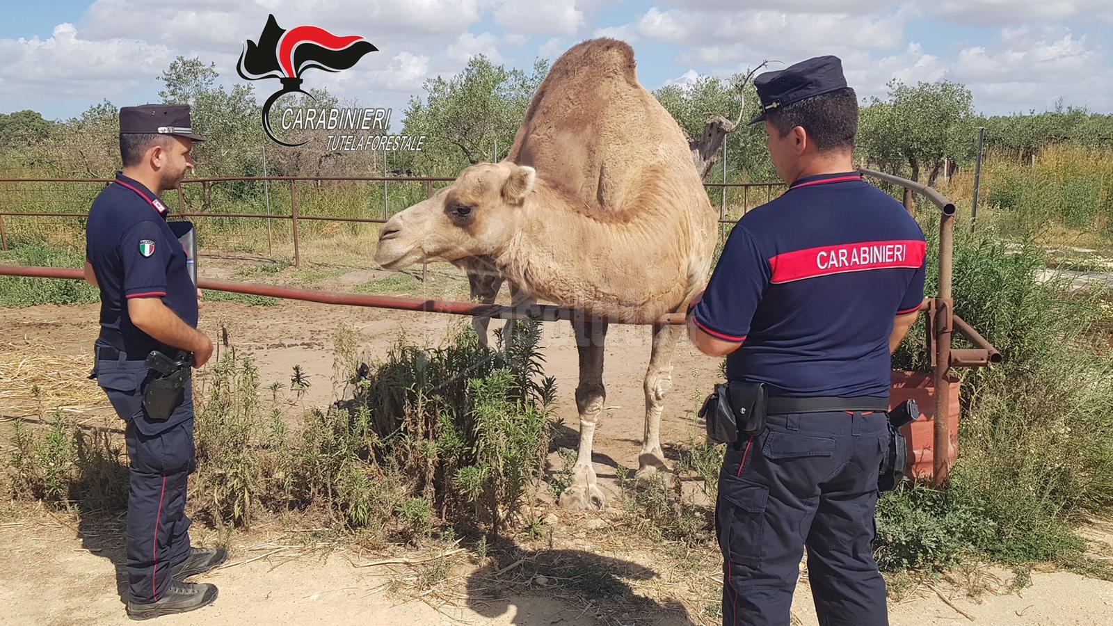 Ritrovati 19 animali pericolosi e protetti in un'azienda di Castelvetrano, denunciato un 54enne
