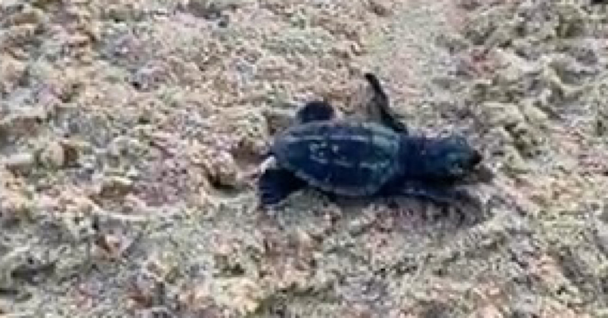 A Menfi si schiudono le uova e nascono 98 tartarughe marine (Video)