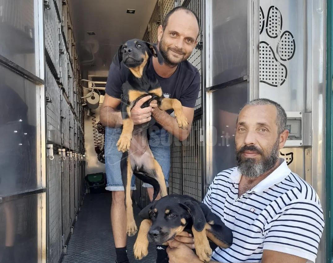 Tanti cani salvati e dati in adozione a Sciacca anche durante l’estate