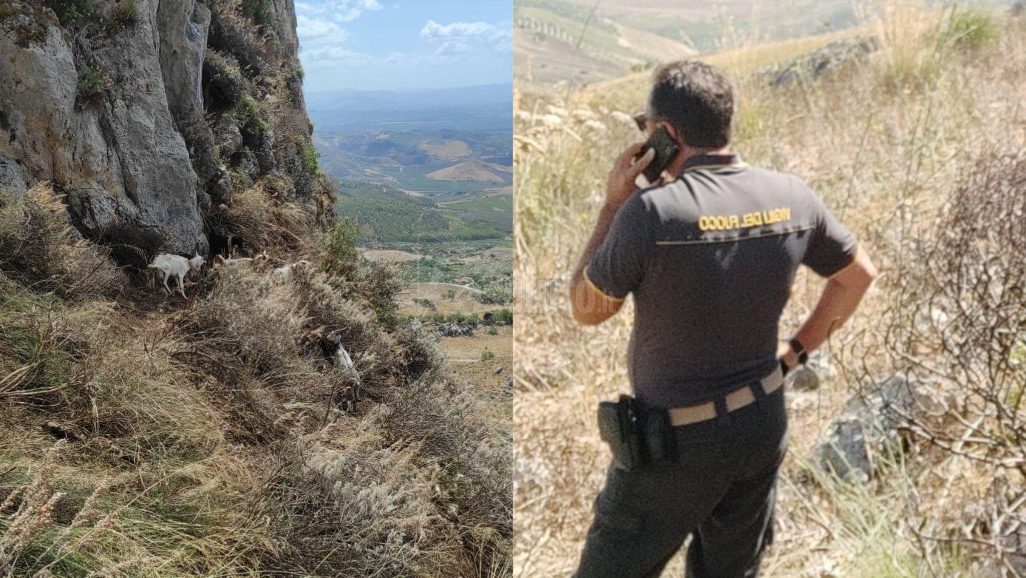 Vigili del fuoco di Sciacca si calano in un dirupo a Caltabellotta e salvano 10 capre