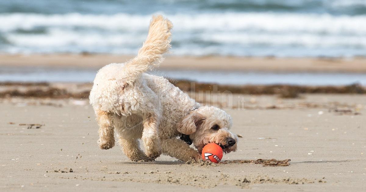 Prima spiaggia dedicata ai cani a Mazara del Vallo, al lido Tonnarella anche giochi per gli amici a 4 zampe