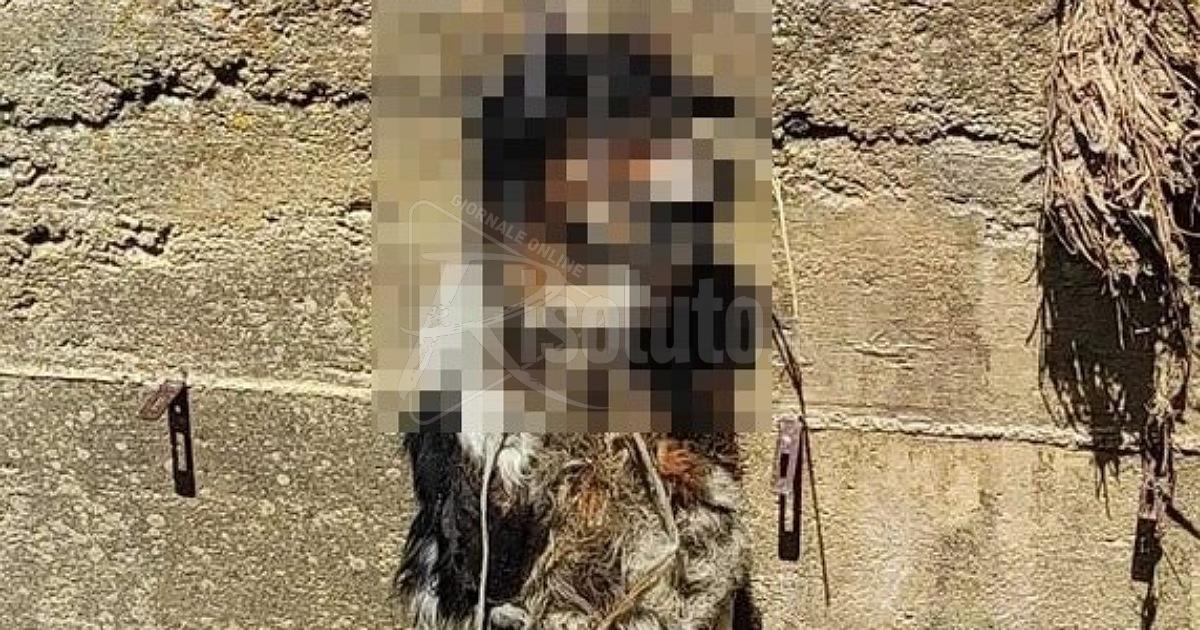 Taglia da 7 mila euro per ritrovare chi ha ucciso un cane a Salemi
