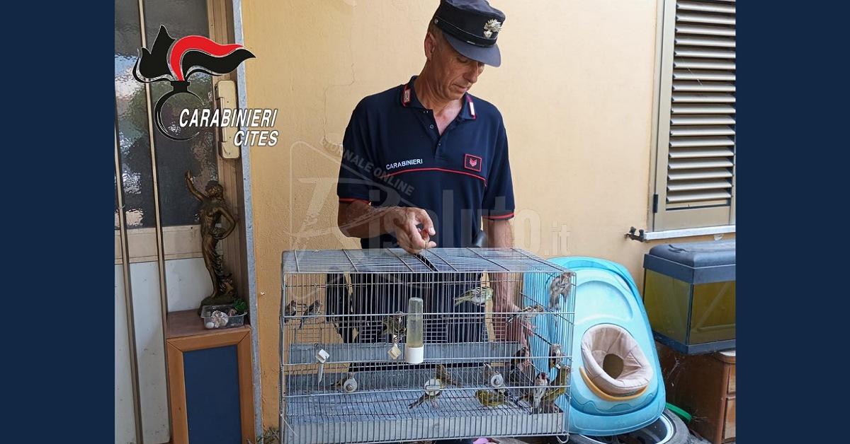 In casa con 160 volatili di specie protette, denunciato
