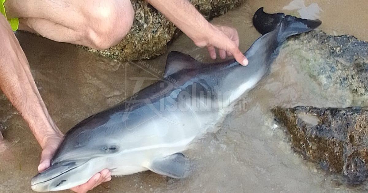 Cucciolo di delfino morto ritrovato sulla spiaggia di Porto Palo di Menfi