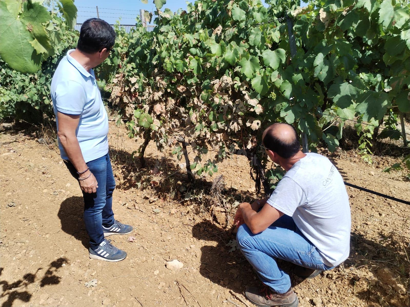 Vigneti danneggiati a Menfi per le ondate di calore, chiesto lo stato di calamità