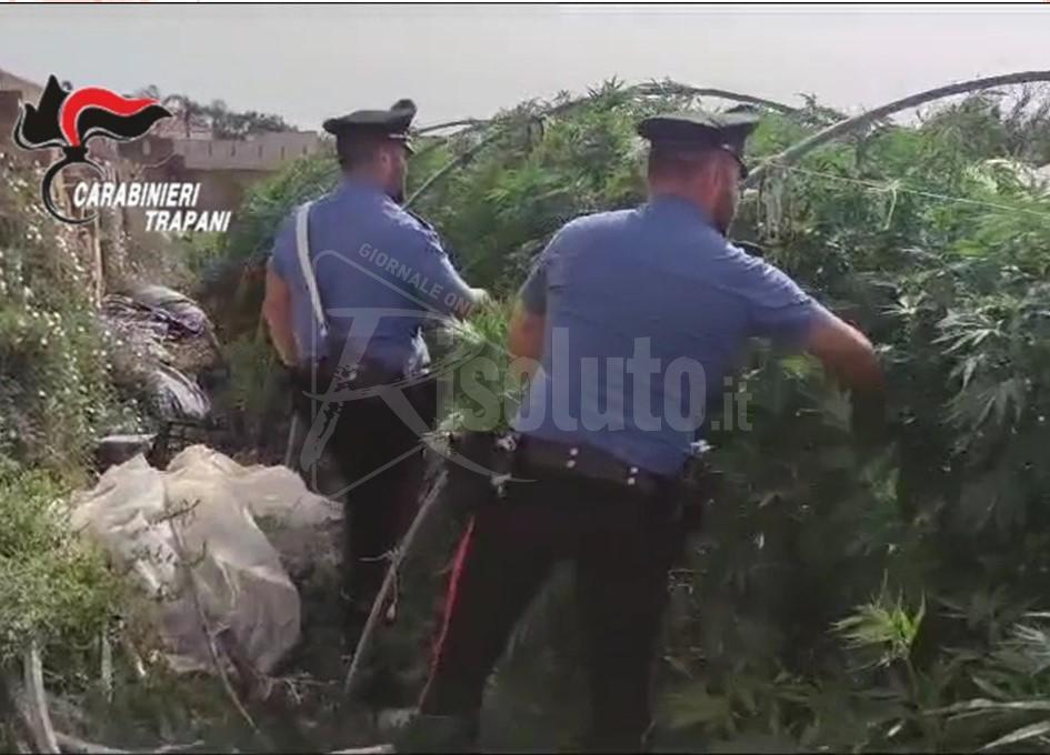 Petrosino: scoperta serra con quasi 3000 piante di canapa indiana, arrestati padre e figlio