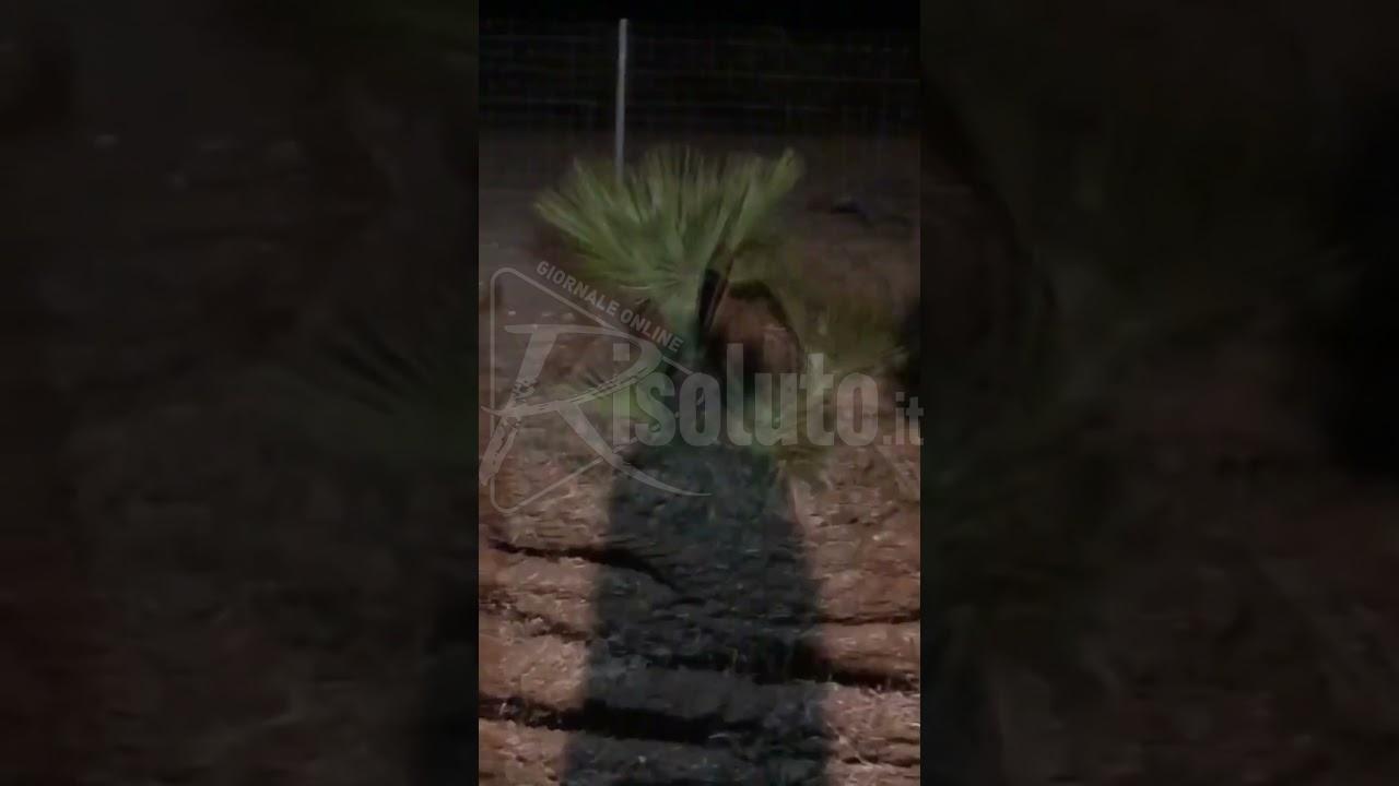 Cinghiali per contrada San Marco a Sciacca, residenti preoccupati (Video)
