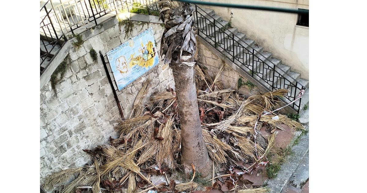 Palma ripulita in via Friscia Maglienti, ma i resti della potatura restano in strada