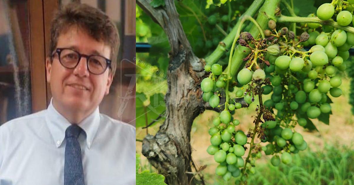 Menfi, la peronospora danneggia i vigneti e Clemente invoca sostegni per i viticoltori     
