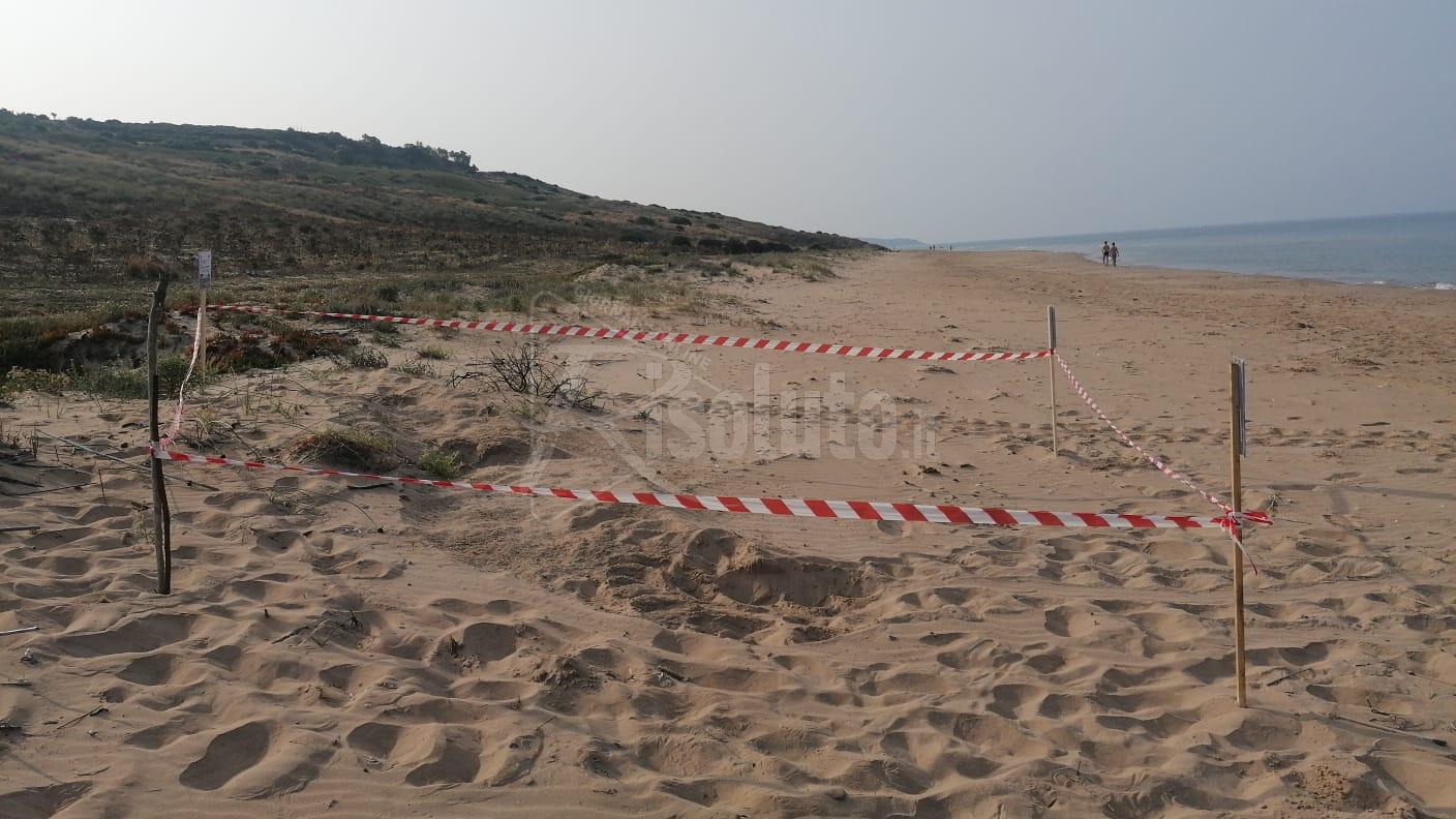 Primo nido di tartarughe "Caretta caretta" a Menfi